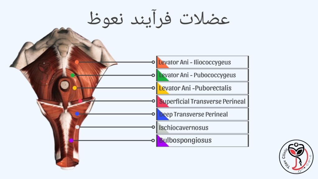 عضلات آلت
