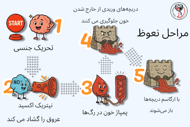 آلت چطور راست می شود